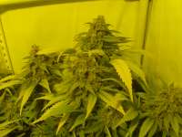 Imagen de hemp47 (Black Russian)