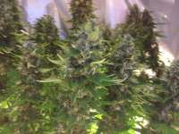 Imagen de Rizla48 (Critical Jack Herer)