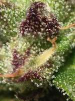 Imagen de kartak (Critical Jack Herer Auto)