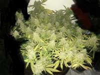 Delicious Seeds Critical Super Silver Haze - photo réalisée par BoBrasileiro