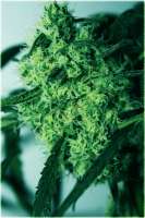 Imagen de sidvicious (Critical Super Silver Haze)