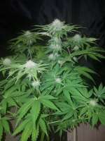 Imagen de Kiffcowboy (Dark Purple Auto)