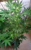 Imagen de amart (Sugar Black Rose Auto)