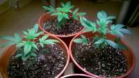 Imagen de amart (Sugar Black Rose Auto)