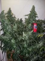 Imagen de nobodyuknow (Sugar Black Rose Auto)