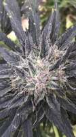 Delicious Seeds Sugar Black Rose Fast Version - photo réalisée par canofthiscannabis