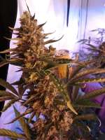 Imagen de KapMJ (Blue Cheese Autoflowering)