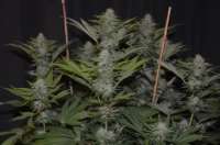 Imagen de 420vizions (Blue Widow)