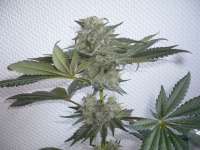 Imagen de merlin (Bubba Kush)