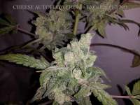 Imagen de buzzy (Cheese Autoflowering)