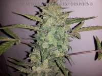 Imagen de buzzy [Cheese Autoflowering]