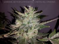 Imagen de buzzy (Cheese Autoflowering)