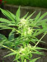 Imagen de Avarr (Critical Auto CBD)