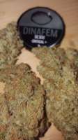 Imagen de BlackDomina (Critical Plus)