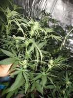 Imagen de cannagrower420 (Industrial Plant)