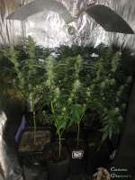 Imagen de cannagrower420 (Industrial Plant)