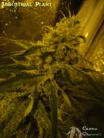 Imagen de cannagrower420 (Industrial Plant)