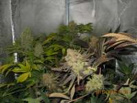 Imagen de guerillagrower (Moby Dick)