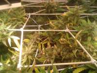 Imagen de sabber (Moby Dick Autoflowering)