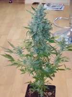 Dinafem Moby Dick Autoflowering - photo réalisée par scoobysnax