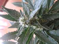 Imagen de scoobysnax (Moby Dick Autoflowering)