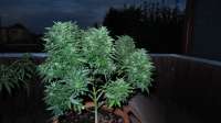 Imagen de ThinkDifferent (Moby Dick XXL Autoflowering)