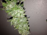 Imagen de Fluffyhead22 (OG Kush)