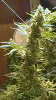 Imagen de billye (Power Kush)