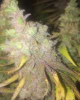 Imagen de LemiAten (Purple Orange CBD)