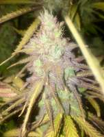 Imagen de LemiAten (Purple Orange CBD)