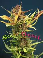 Dinafem Sour Diesel Autoflowering - photo réalisée par StrainTrain