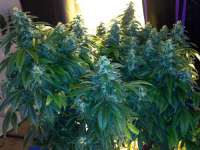 Imagen de Terpenetony (East Coast Sour Diesel)