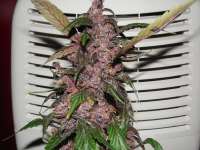 Imagen de frankfaux (AutoBlackberry Kush)