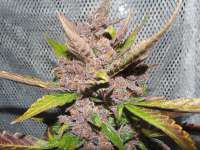 Imagen de frankfaux (AutoBlackberry Kush)