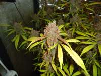 Dutch Passion AutoBlackberry Kush - photo réalisée par kyuss