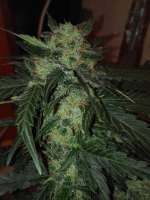 Imagen de EckMcjagger (AutoColorado Cookies)