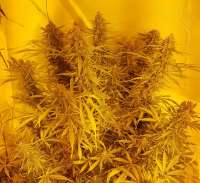 Imagen de BudBro (Auto Critical Orange Punch)