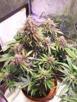 Imagen de sunny2 (Auto Glueberry OG)