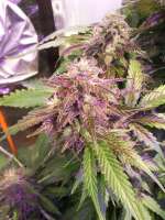 Imagen de sunny2 (Auto Glueberry OG)