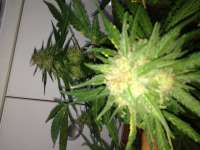 Imagen de GuerillaPsycho (Auto Glueberry OG)