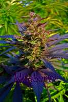 Imagen de Farma (Blueberry)