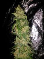 Imagen de Falconresearch (Durban Poison)