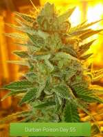 Imagen de Redac (Durban Poison)