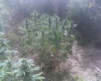 Imagen de BalkanSmurf [Durban Poison]