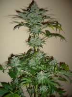 Imagen de merlin (Dutch Haze)