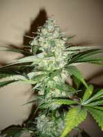 Imagen de merlin (Dutch Haze)