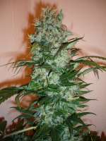 Imagen de merlin (Dutch Haze)