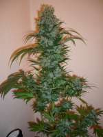 Imagen de merlin (Dutch Haze)