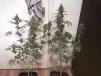 Imagen de nygrr (White Widow)