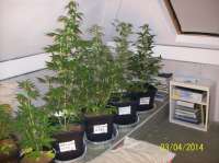 Imagen de beltram16 (Headlights Kush Auto)